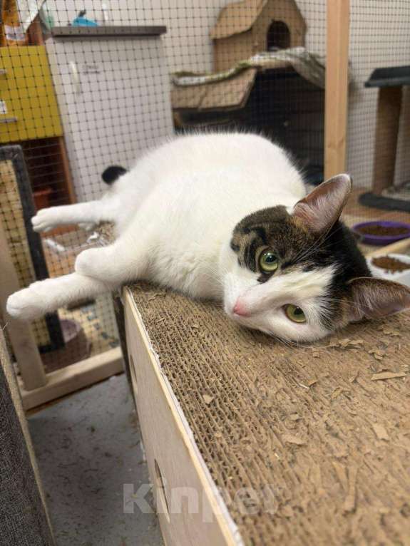 Кошки в Москве: Нежная и красивая кошечка в добрые руки Девочка, Бесплатно - фото 4