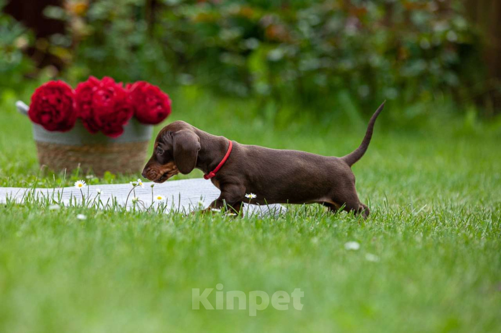 Собаки в Москве: Очаровательный щенок кроличьей таксы  Девочка, 80 000 руб. - фото 5