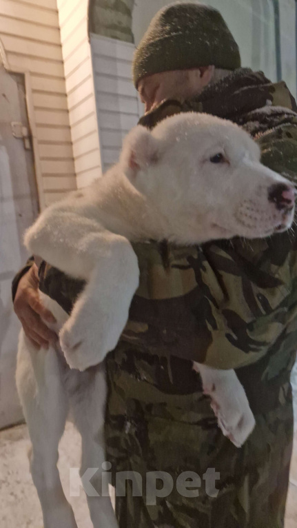 Собаки в Клинцах: Продам щенка Девочка, Бесплатно - фото 5