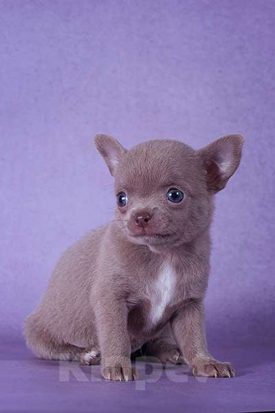 Собаки в Люберцах: Микро чихуахуа Девочка, Бесплатно - фото 2