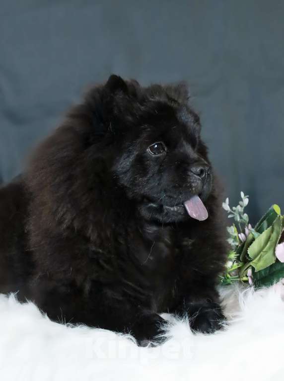 Собаки в Москве: Неповторимая девочка породы мини чау-чау! Девочка, 380 000 руб. - фото 4