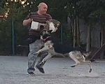 Собаки в Каменске-Шахтинском: Щенки восточноевропеской овчарки Разнополые, Бесплатно - фото 7