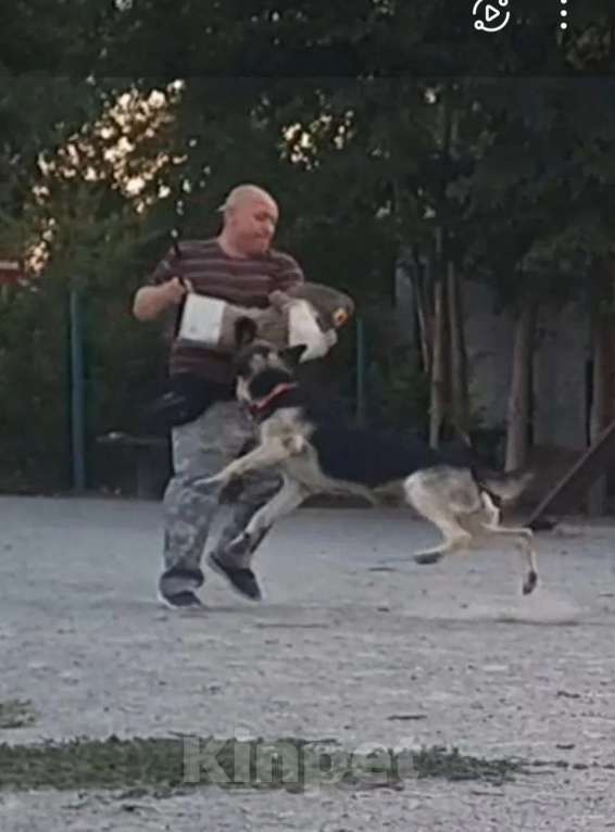 Собаки в Каменске-Шахтинском: Щенки восточноевропеской овчарки Разнополые, Бесплатно - фото 7