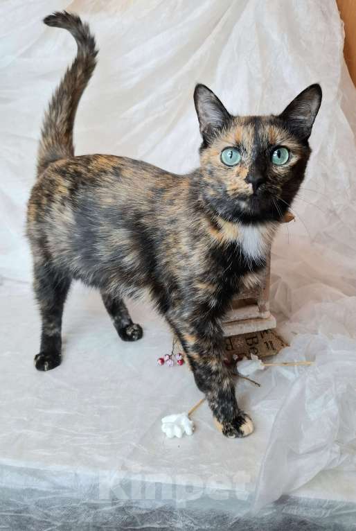 Кошки в Москве: Кошка с изумрудными глазами в добрые руки  Девочка, Бесплатно - фото 5