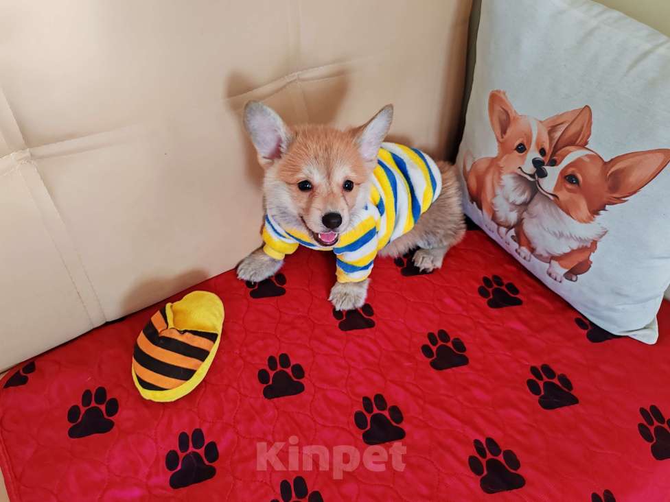 Собаки в Москве: Вельш корги пемброк щенки Девочка, 30 000 руб. - фото 2