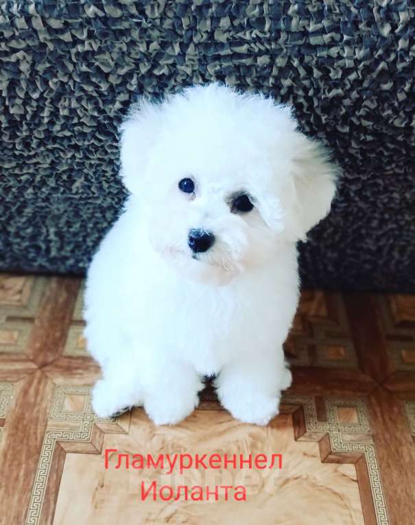 Собаки в Казани: Щенка в добрые руки Мальчик, Бесплатно - фото 1