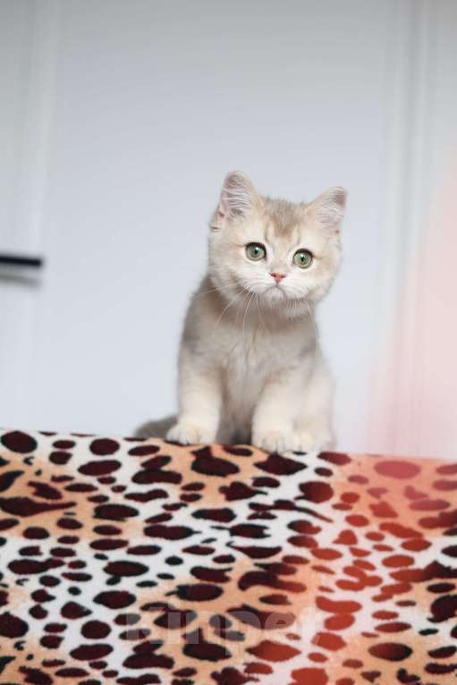 Кошки в Санкт-Петербурге: Британская голубая золотая шиншилла  Девочка, 60 000 руб. - фото 5