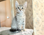 Кошки в Красноармейске: Котенок девочка Ириска Девочка, Бесплатно - фото 6