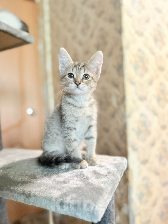 Кошки в Красноармейске: Котенок девочка Ириска Девочка, Бесплатно - фото 6
