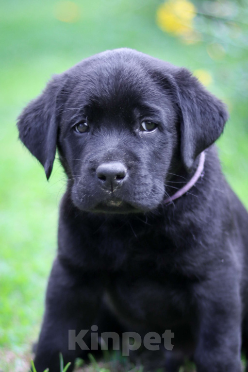 Собаки в Санкт-Петербурге: Щенок лабрадора (мальчик) Мальчик, 90 000 руб. - фото 2