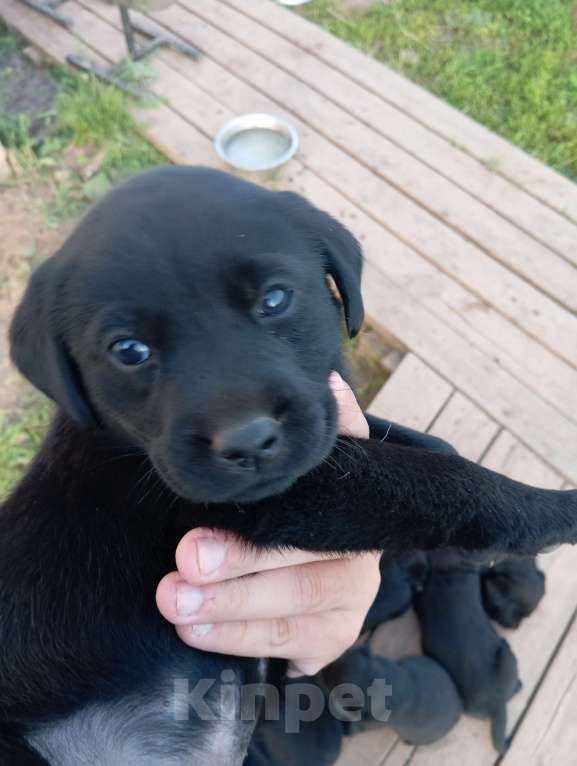 Собаки в других городах Пермского края: Щенки лабрадора  Мальчик, 12 000 руб. - фото 3
