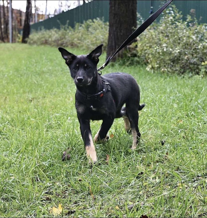 Собаки в Москве: Малышка Руди ищет дом Девочка, Бесплатно - фото 2
