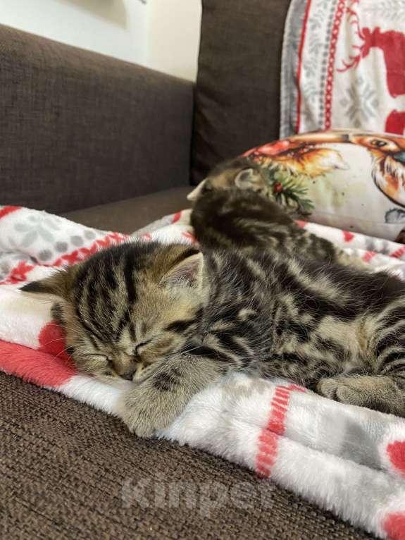 Кошки в Нижнем Новгороде: Шотландские котята Мальчик, 8 000 руб. - фото 2