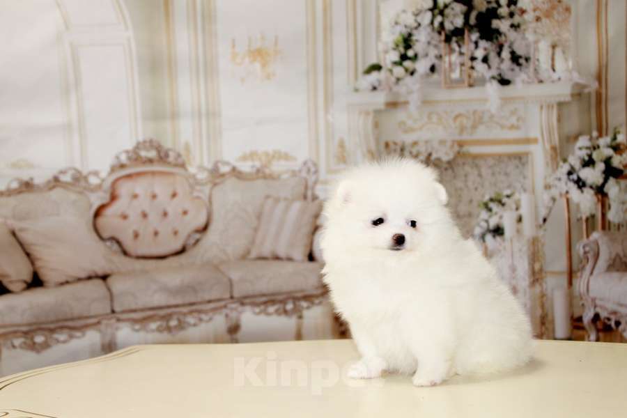 Собаки в Москве: померанские шпицы Мальчик, 70 000 руб. - фото 3