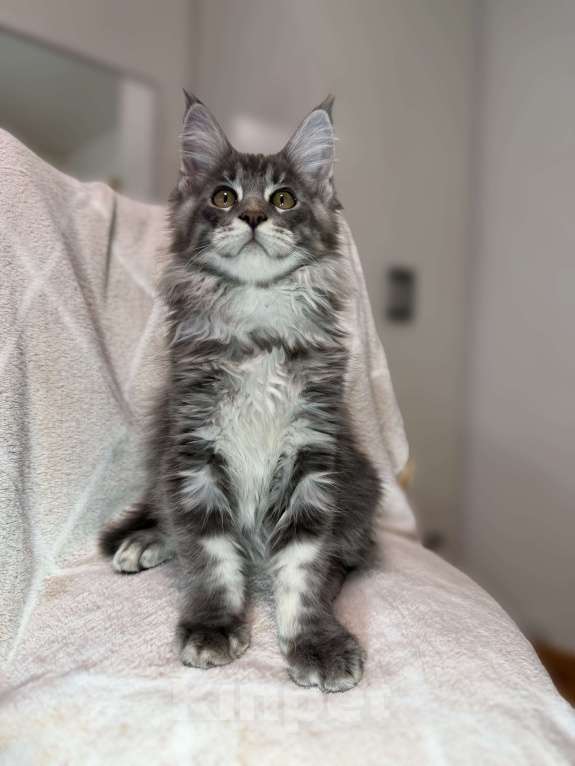 Кошки в Москве: Профессиональный питомник мейн-кунов из России предлагает эксклюзивное сотрудничество в Дубае.  Мальчик, 80 000 руб. - фото 1