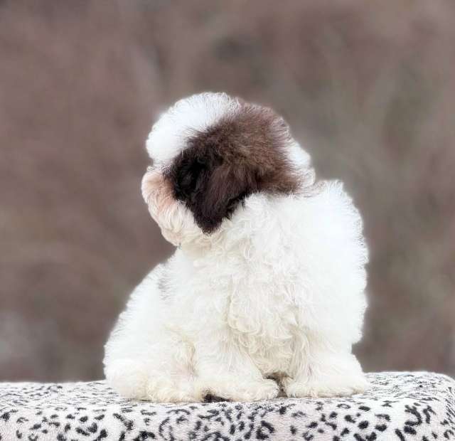 Собаки в Санкт-Петербурге: Мальтипу девочка от Китайских родителей Девочка, 200 000 руб. - фото 10