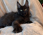 Кошки в Краснодаре: Котёнок Мейн-кун Мальчик, 50 000 руб. - фото 4