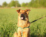 Собаки в Сергиеве Посаде: Солнечный Бучик ищет дом! Мальчик, Бесплатно - фото 10