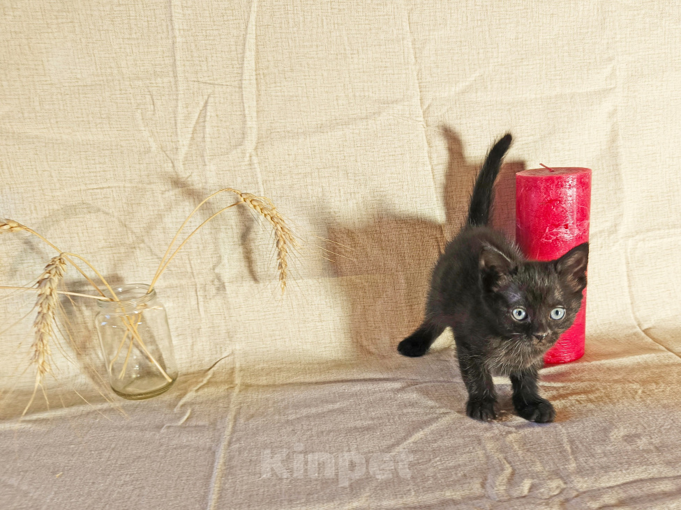 Кошки в других городах Воронежской области: Котёнок в добрые руки девочка Девочка, 1 руб. - фото 4