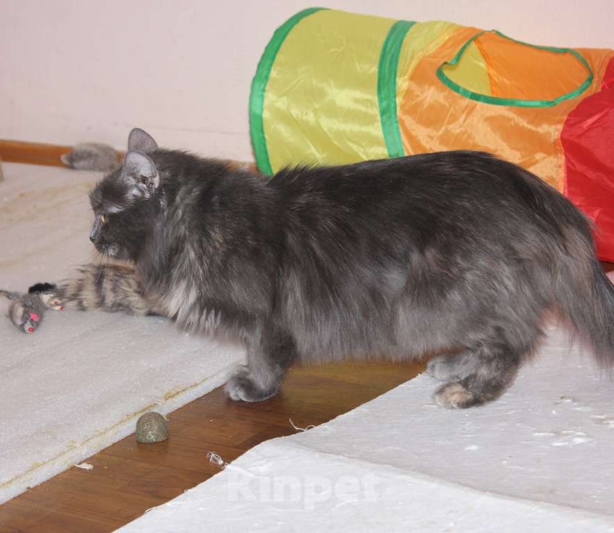 Кошки в Москве: Шалунья Гретта Девочка, Бесплатно - фото 4