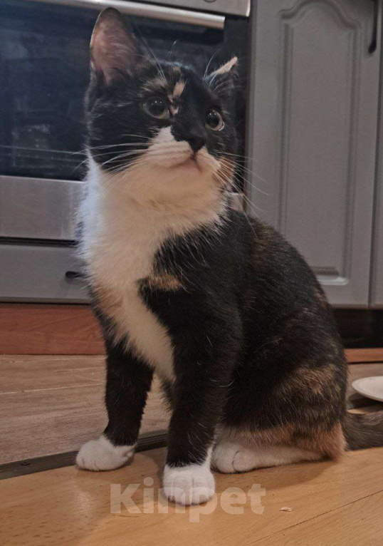 Кошки в Санкт-Петербурге: Котенок ищет дом Девочка, Бесплатно - фото 1