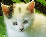 Кошки в Краснодаре: Отдам в добрые руки Девочка, Бесплатно - фото 1