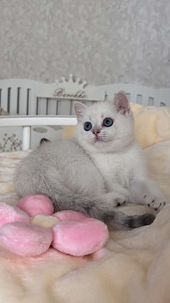 Скоттиш страйт , девочка!