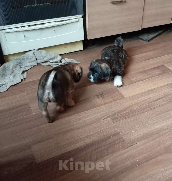 Собаки в Москве: Тихоня Мальчик, 1 руб. - фото 1