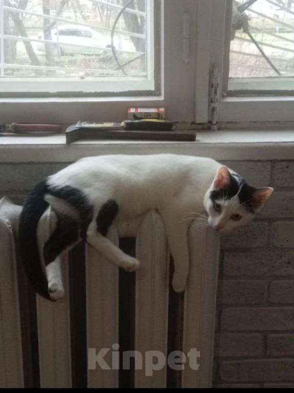 Кошки в Краснодаре: Кошка Девочка, Бесплатно - фото 3