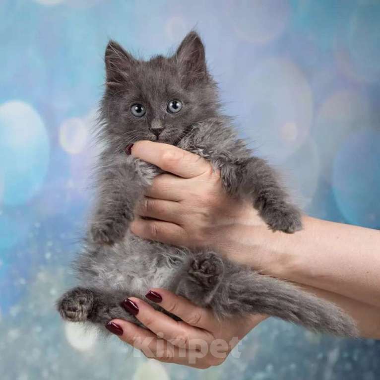 Кот пух. Пуховые котята. Котёнок пух. Чудной котенок. Кошки в Москве