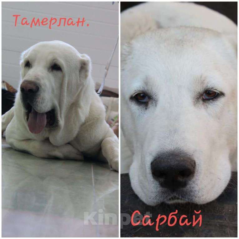 Собаки в Белгороде: Вязка, 1 руб. - фото 1