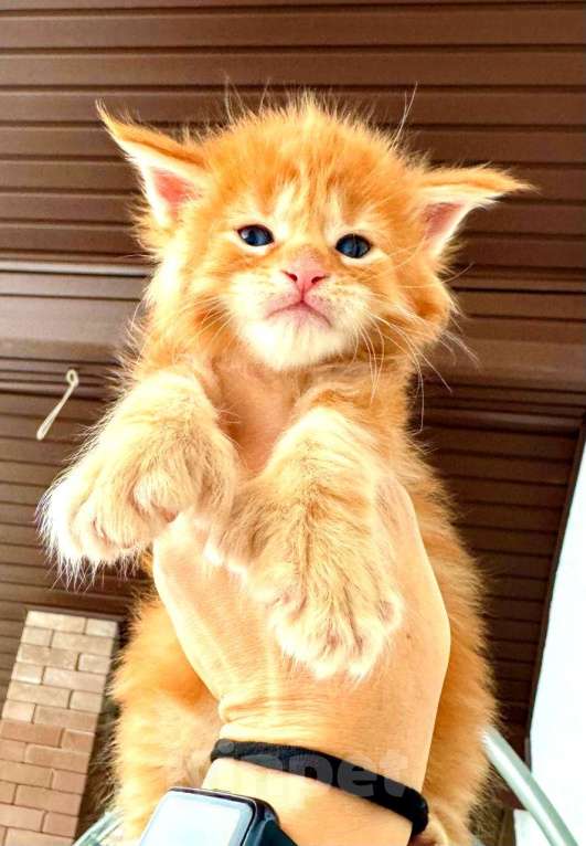 Кошки в Санкт-Петербурге: Девочка полидакт  Девочка, 65 000 руб. - фото 1