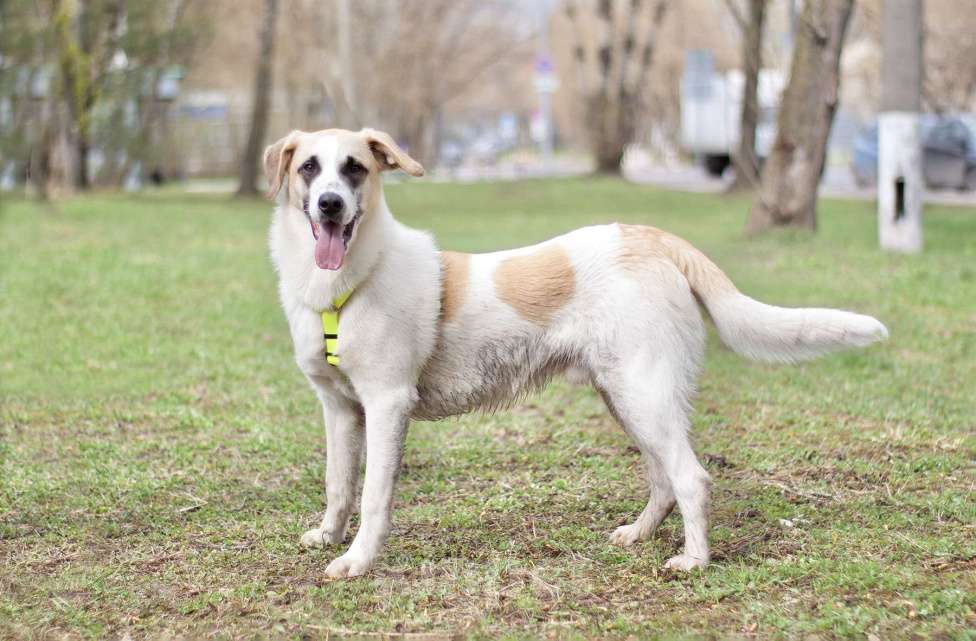 Собаки в Москве: Малыш Стич необычного окраса в поисках семьи Мальчик, Бесплатно - фото 5