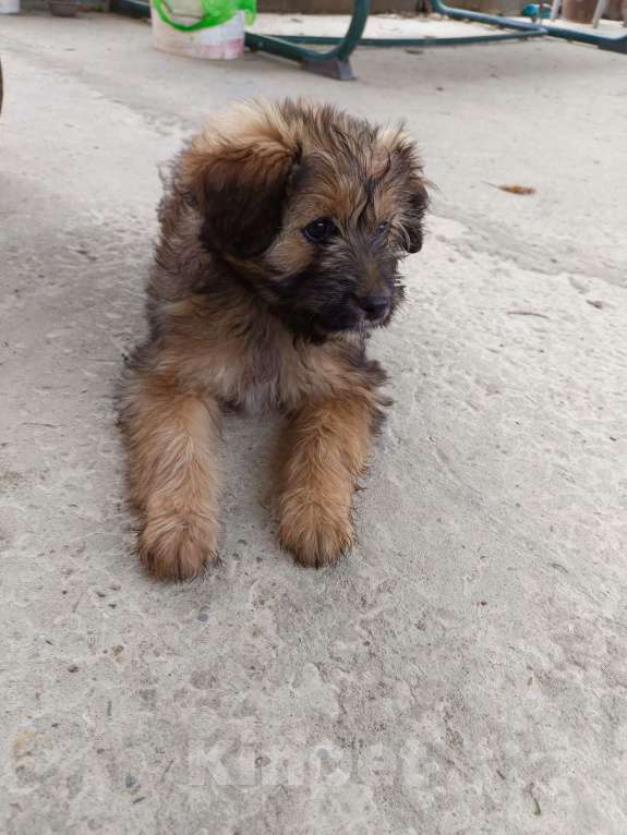 Собаки в Краснодаре: Щенок в добрые руки Девочка, 1 руб. - фото 3