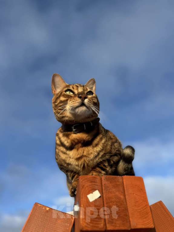 Кошки в Ижевске: Бенгальский Симба  Мальчик, 1 000 руб. - фото 4