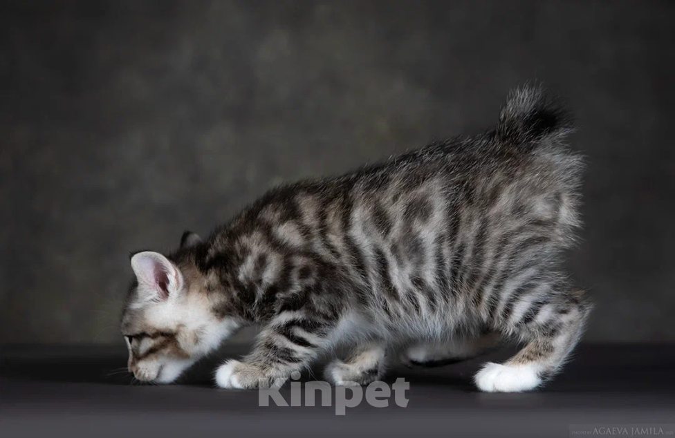 Кошки в других городах Московской области: Котик короткошерстный Мальчик, 50 000 руб. - фото 7