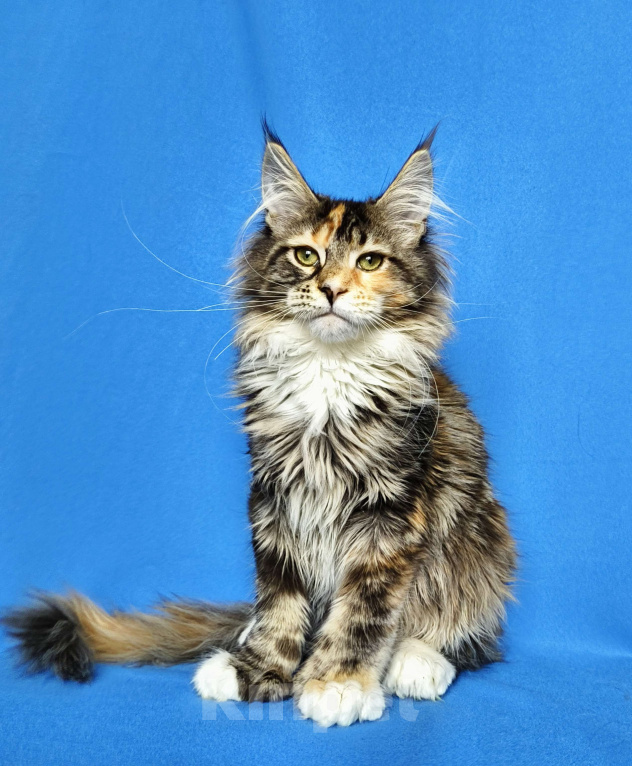 Кошки в Москве: Котёнок Мейн-кун полидакт Девочка, 80 000 руб. - фото 3