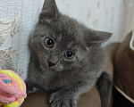 Кошки в Москве: Котенок в поисках семьи Мальчик, Бесплатно - фото 6
