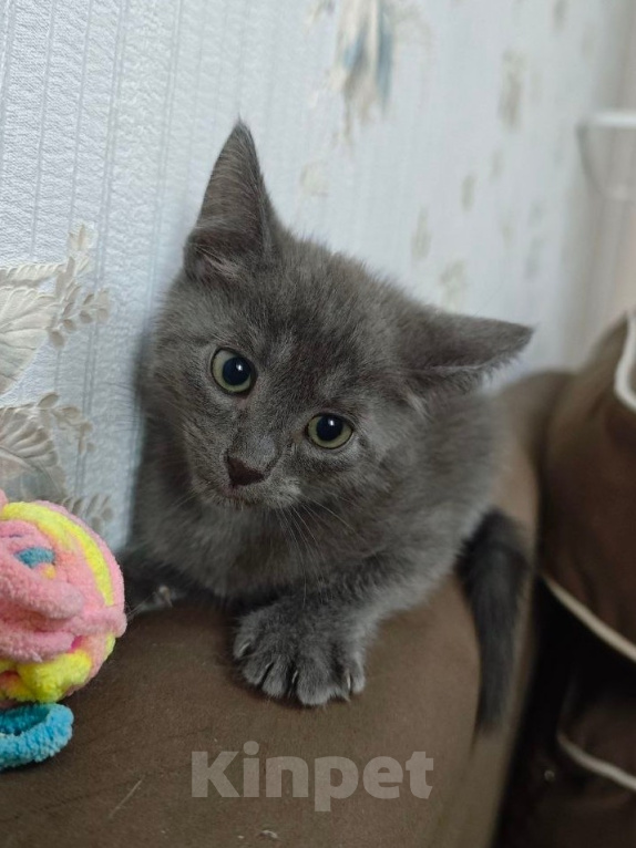 Кошки в Москве: Котенок в поисках семьи Мальчик, Бесплатно - фото 6