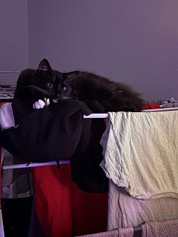 Отдам черно-белого котенка в добрые руки 🥺