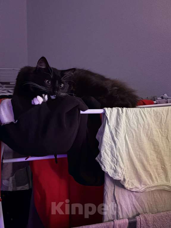 Кошки в Москве: Отдам черно-белого котенка в добрые руки 🥺 Мальчик, Бесплатно - фото 1