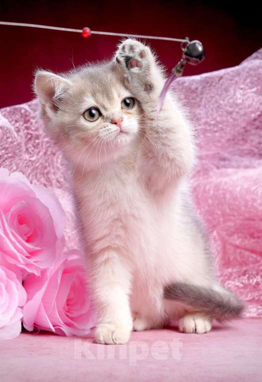 Кошки в Ижевске: Девочка Манчкин Девочка, 50 000 руб. - фото 3