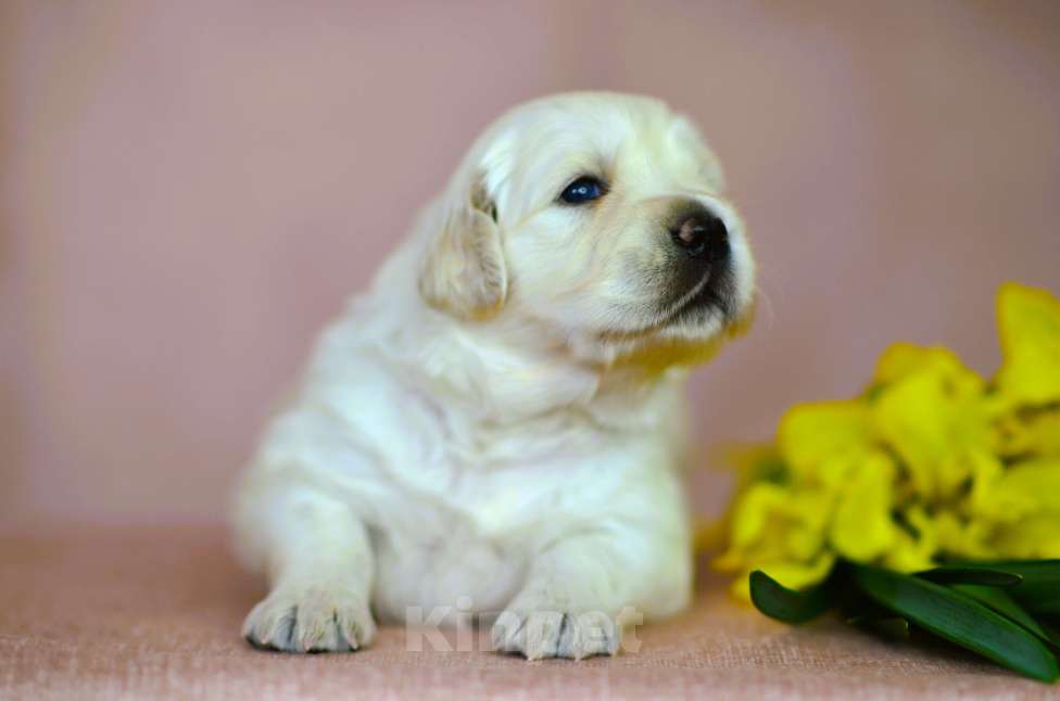 Собаки в Таганроге: Девочка,желтая ленточка. Девочка, 130 000 руб. - фото 9