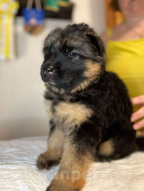 Собаки в Первоуральске: Продаются щенки немецкой овчарки длинношерстной  Мальчик, 45 000 руб. - фото 3