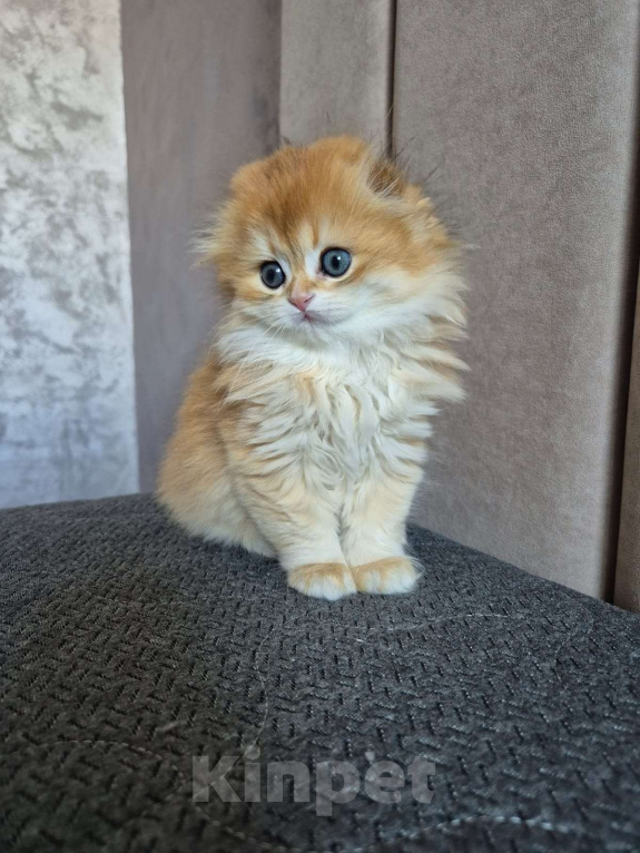 Кошки в Долгопрудном: Мальчик Девочка, 230 000 руб. - фото 3