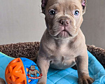 Собаки в Москве: Малыш Американский булли Мальчик, 130 000 руб. - фото 1