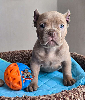 Малыш Американский булли