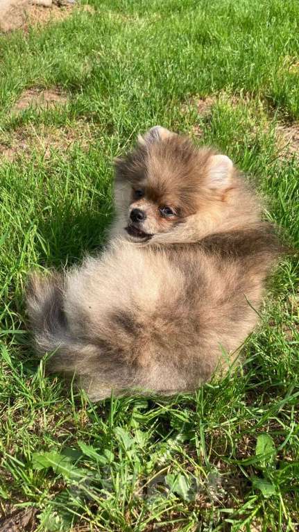 Собаки в Санкт-Петербурге: Померанский шпиц мальчик Мальчик, 25 000 руб. - фото 4