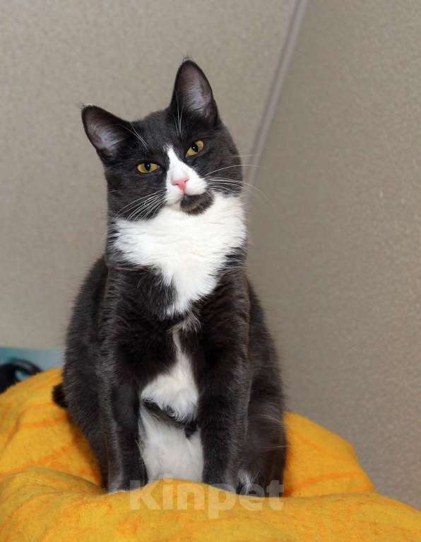 Кошки в Калуге: Тильда, кошка оптимистка в добрые руки. Девочка, Бесплатно - фото 7