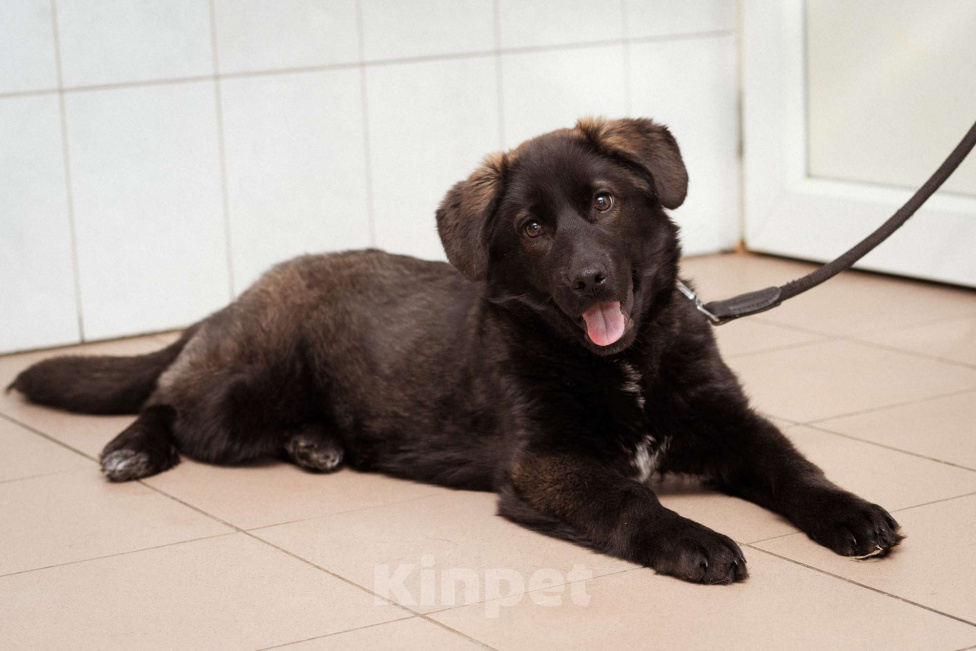 Собаки в Москве: Щенок очень ищет дом! Девочка, Бесплатно - фото 1